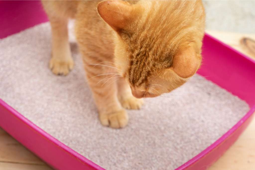 4 猫砂を捨てるタイミング