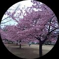 はせなお